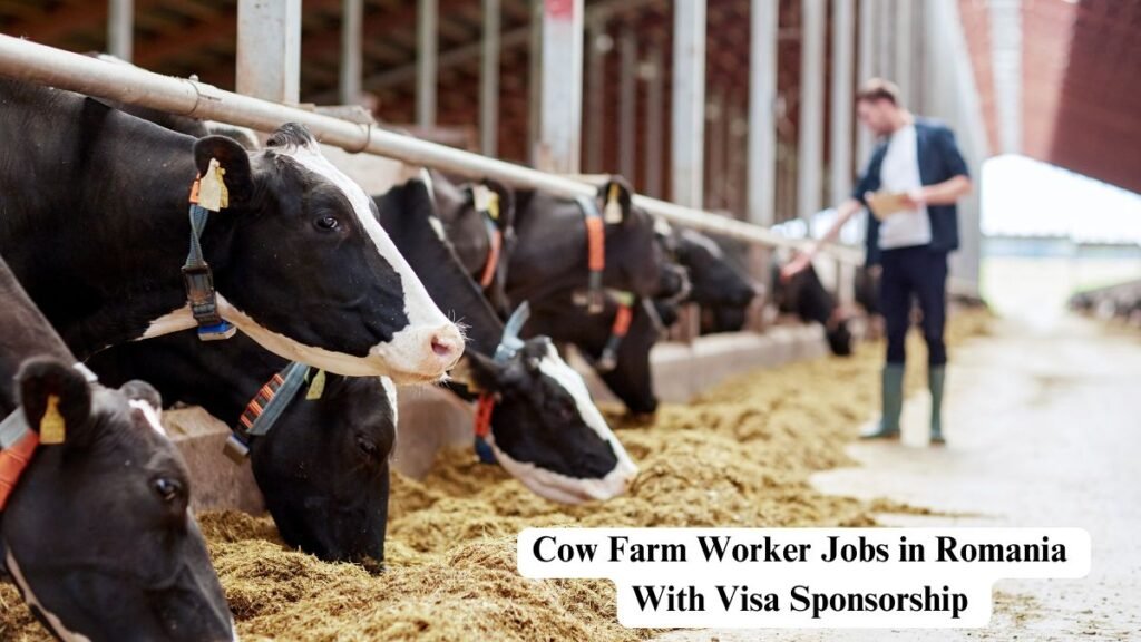 Cow Farm Worker Jobs in Romania With Visa Sponsorship