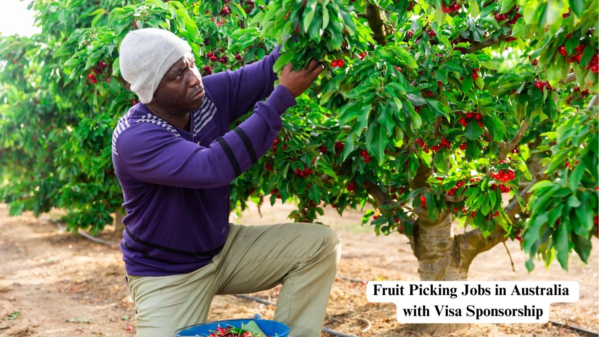 Fruit Picking Jobs in Australia with Visa Sponsorship