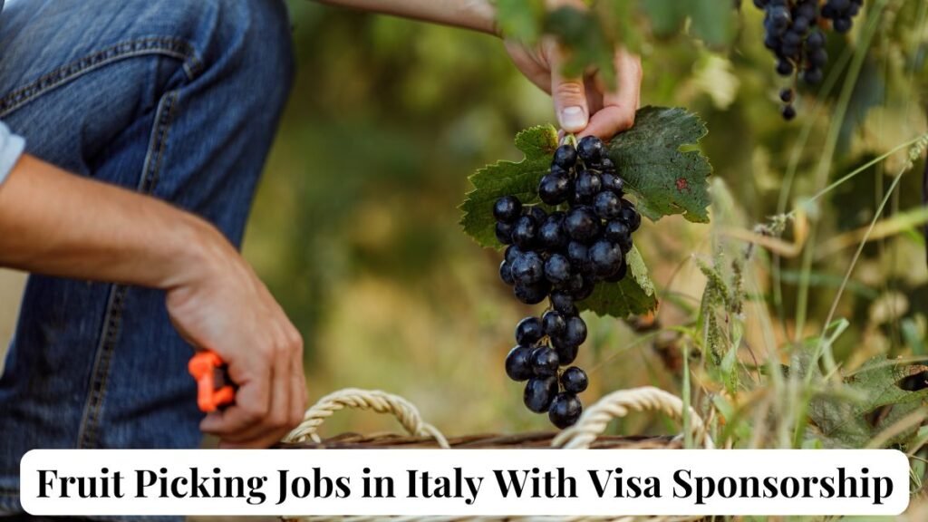 Fruit Picking Jobs in Italy With Visa Sponsorship Apply Now