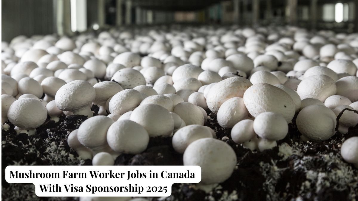Mushroom Farm Worker Jobs in Canada With Visa Sponsorship 2025
