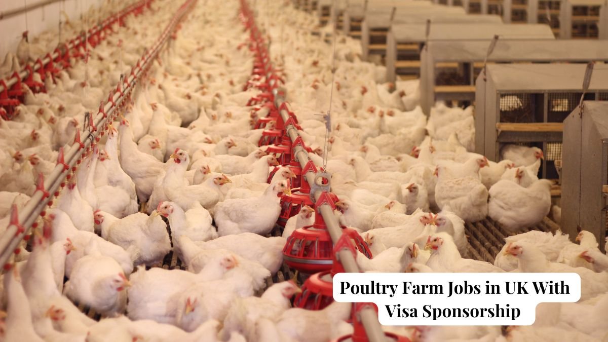 Poultry Farm Jobs in UK With Visa Sponsorship