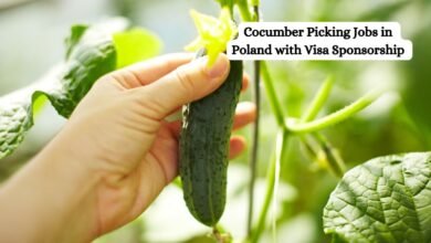 Cocumber Picking Jobs in Poland