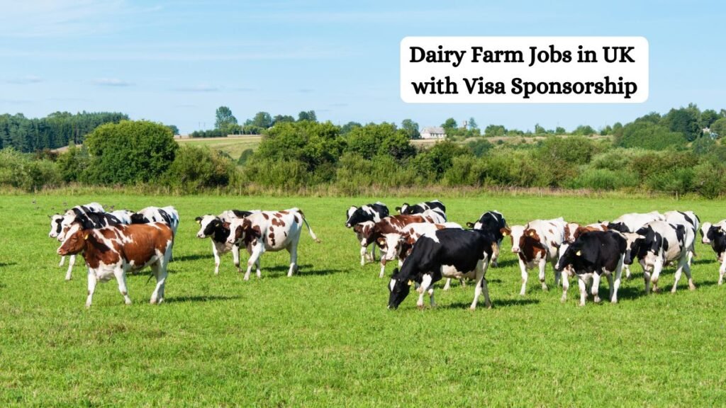 Dairy Farm Jobs in UK with Visa Sponsorship