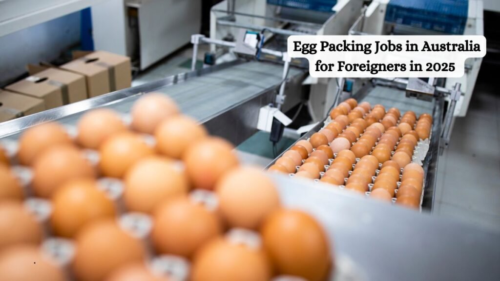 Egg Packing Jobs in Australia for Foreigners in 2025