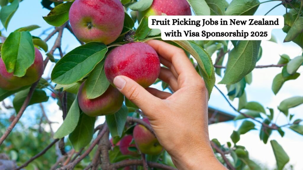 Fruit Picking Jobs in New Zealand with Visa Sponsorship 2025